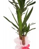Yucca (Yuka) Bitkisi